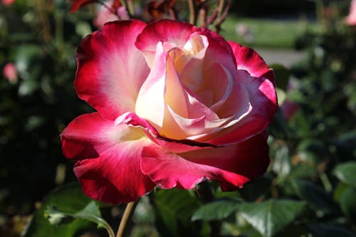 Close-Up Photo of a Pink and Rose Flower