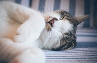 一只虎斑猫安静地睡在条纹织物上，显得放松而平静