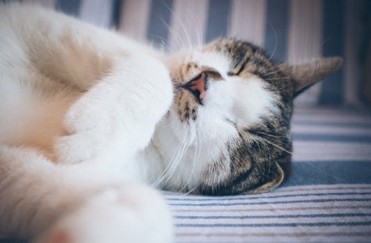 一只虎斑猫安静地睡在条纹织物上，显得放松而平静