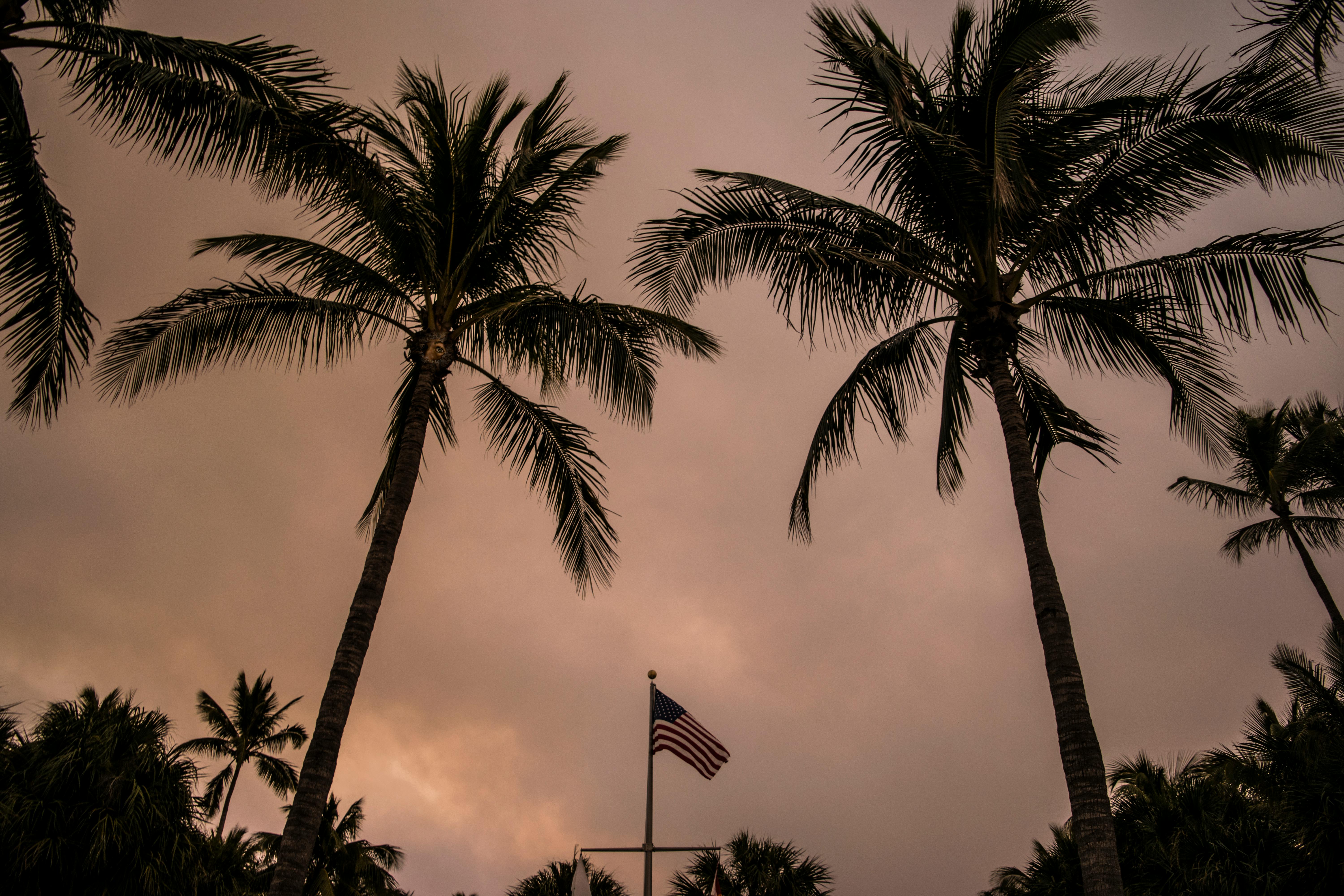 アメリカの国旗 ビーチ ヤシの木の無料の写真素材