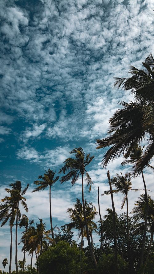 Free Tall coconut palm trees sway under a beautiful cloudy sky, evoking a sense of tropical tranquility. Stock Photo