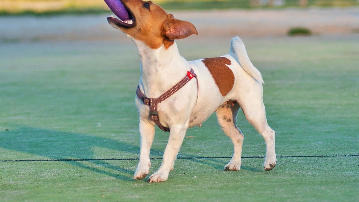 Comment choisir le bon jouet interactif pour votre chien en 2026
