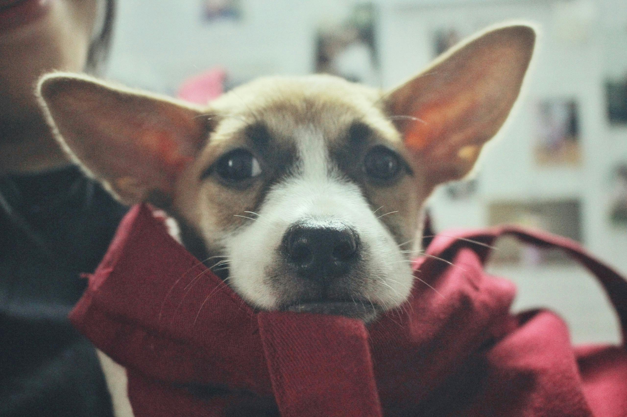 Adorable puppy wearing a red scarf with curious eyes. Perfect for pet lovers.