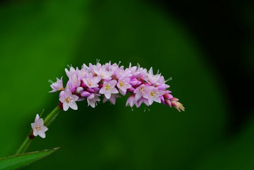 A Close-Up Shot of a Persicaria Orientalis Flowers