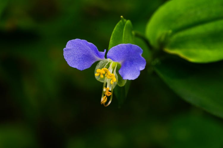 Close-Up Photo Of An Asiatic Dayflower