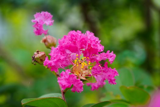 Pink Flowers in the Garden