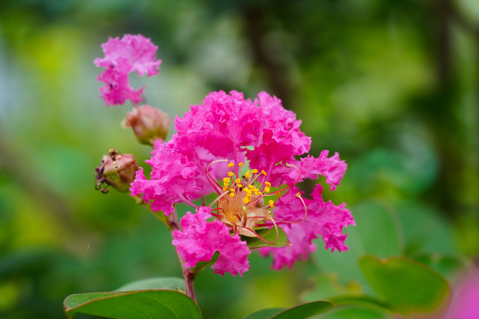 Close-up of a vivid pink crape myrtle flower showcasing delicate petals and pollen.