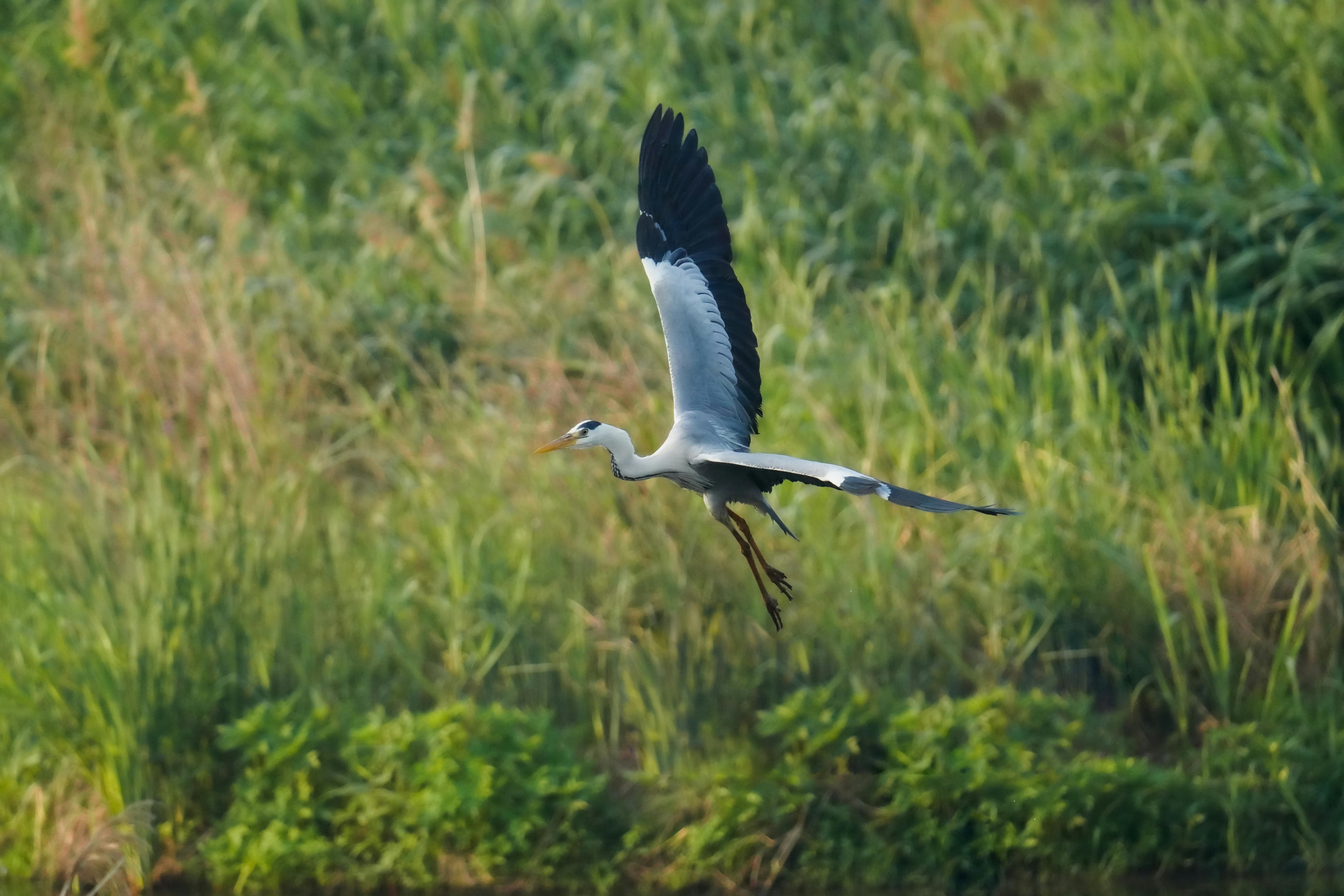 a grey heron flying