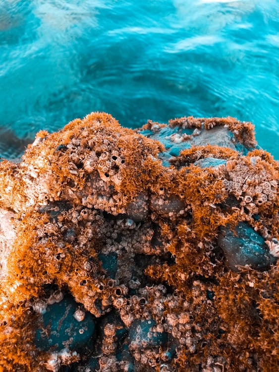 Free Brown Corals Stock Photo