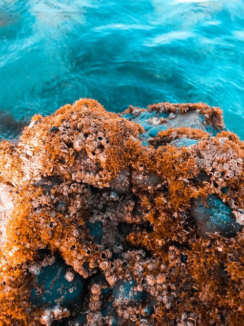 Brown Corals