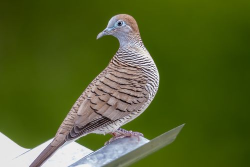 Free Zebra dove perched outdoors in Tampin, Malaysia showcasing its unique plumage. Stock Photo