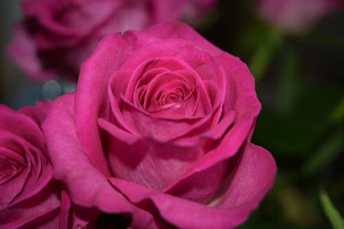 A Pink Rose in Close-Up Photography