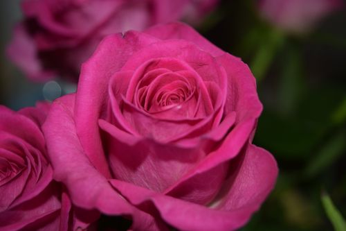 Free A detailed close-up of a vibrant pink rose showcasing its delicate petals and natural beauty. Stock Photo
