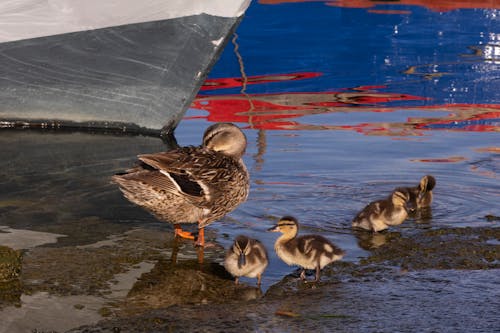 Mallard Duck and her Ducklings