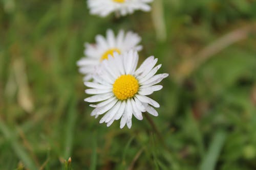 Free A White Daisy Flower in Close-Up Photography Stock Photo