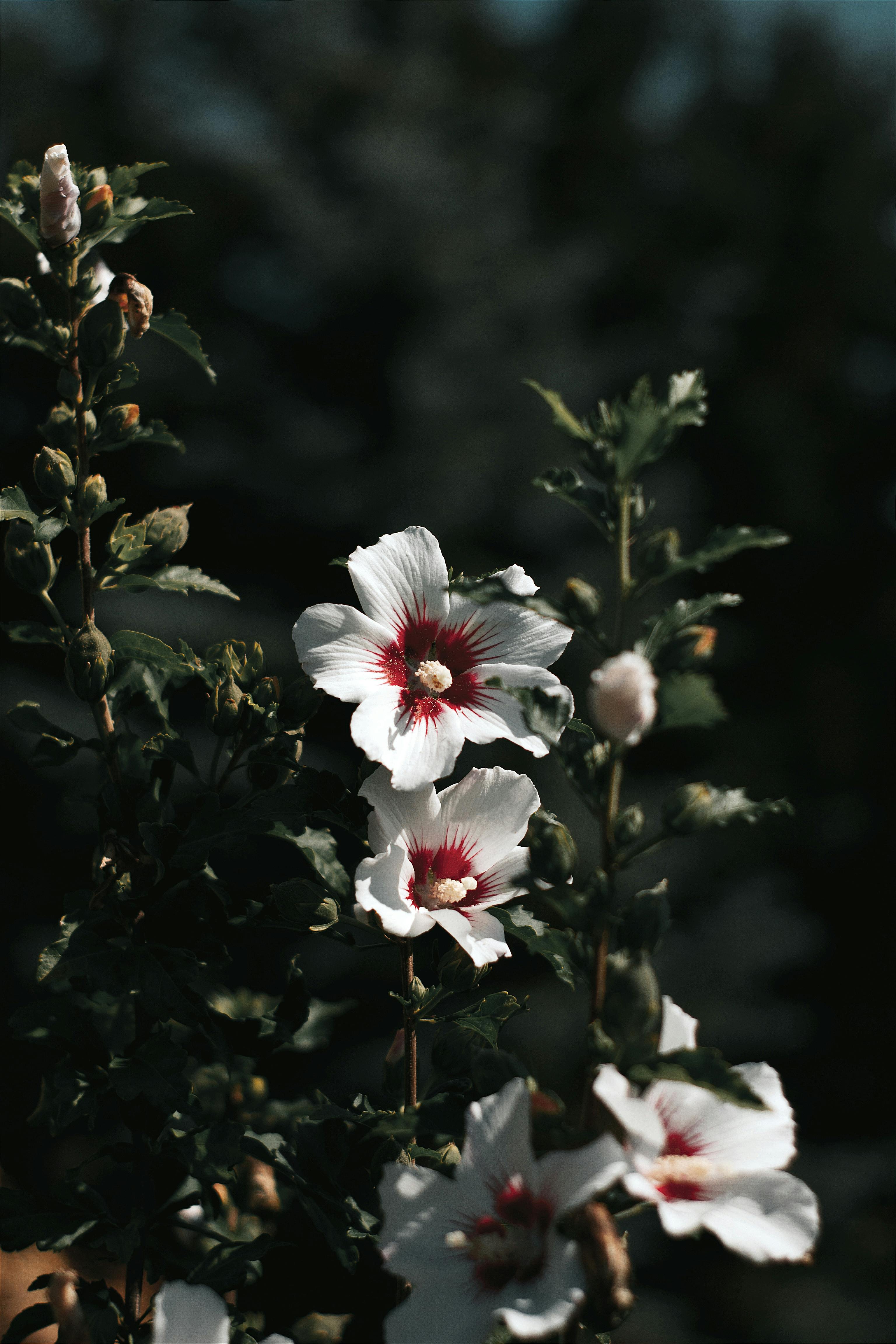 White and Red Hibiscus Flowers · Free Stock Photo