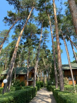 Wooden cabins nestled in a serene forest surrounded by tall pine trees under a bright blue sky.