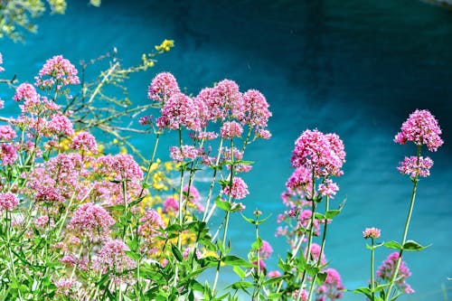Free Plants with Pink Flowers Stock Photo