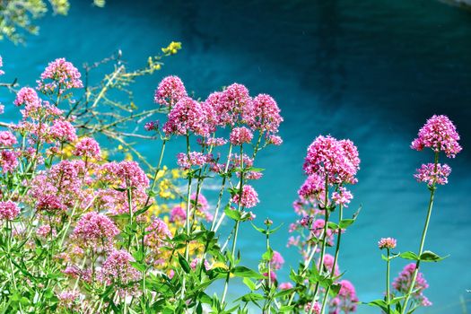 Vibrant pink valerian flowers overlooking serene blue waters in Guadalest, Spain.