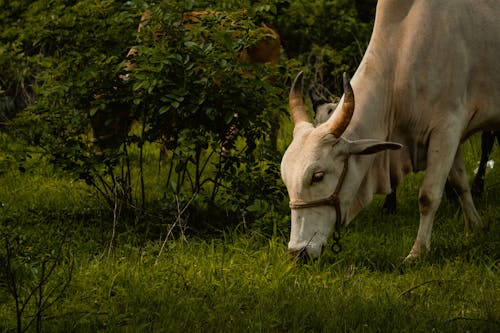 A Cow with Horns Eating Grass