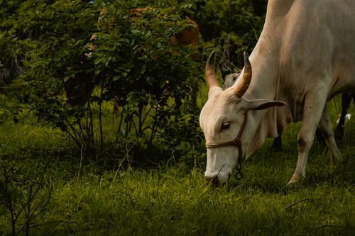 A cow grazing freely on fresh green grass at a gaushala