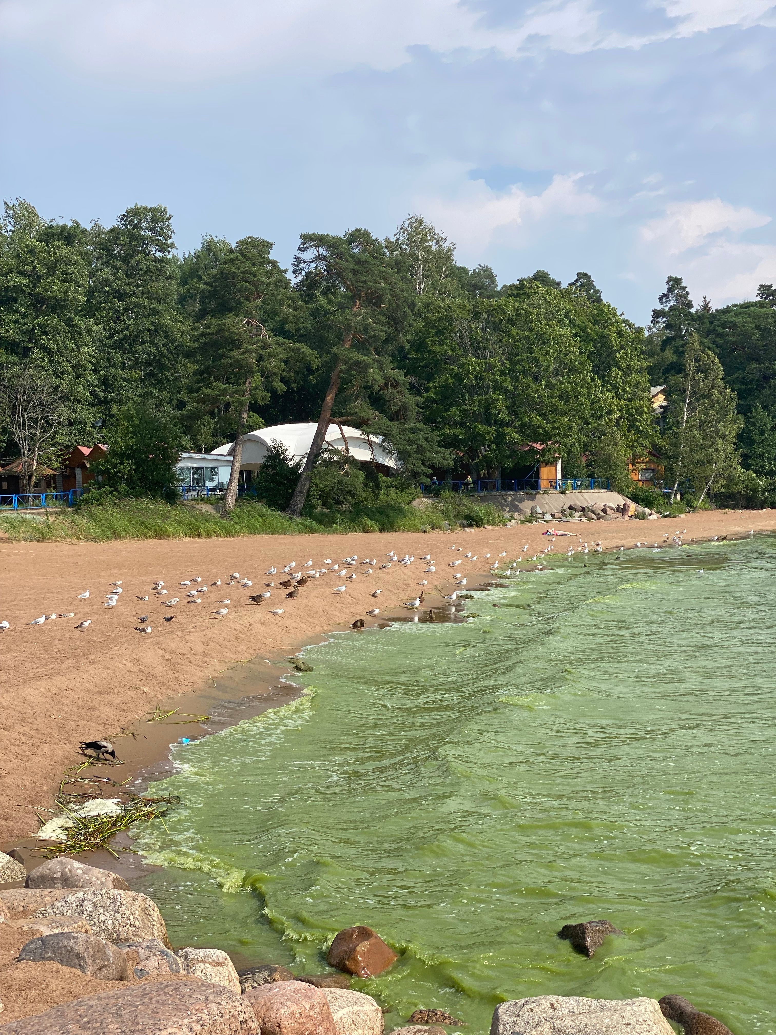 Blue-green algae levels higher than usual in inland waters, marine areas calmer