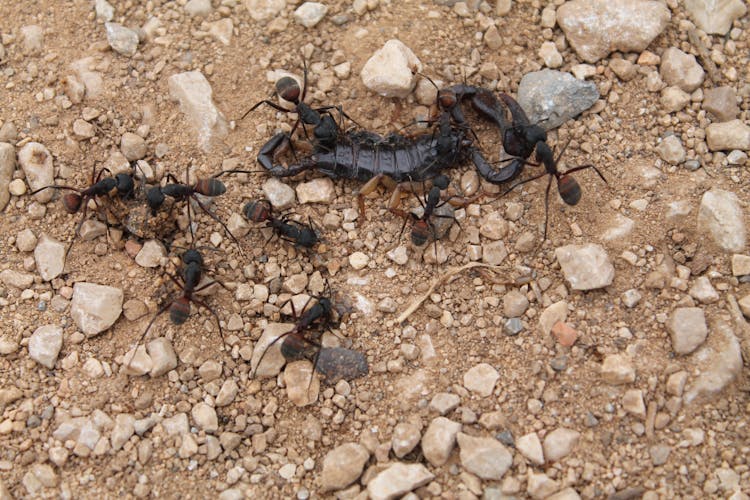 Ants Eating Scorpion