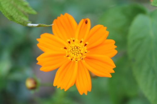 Free Close-up of a vibrant orange Cosmos sulphureus flower with a soft, green background. Stock Photo