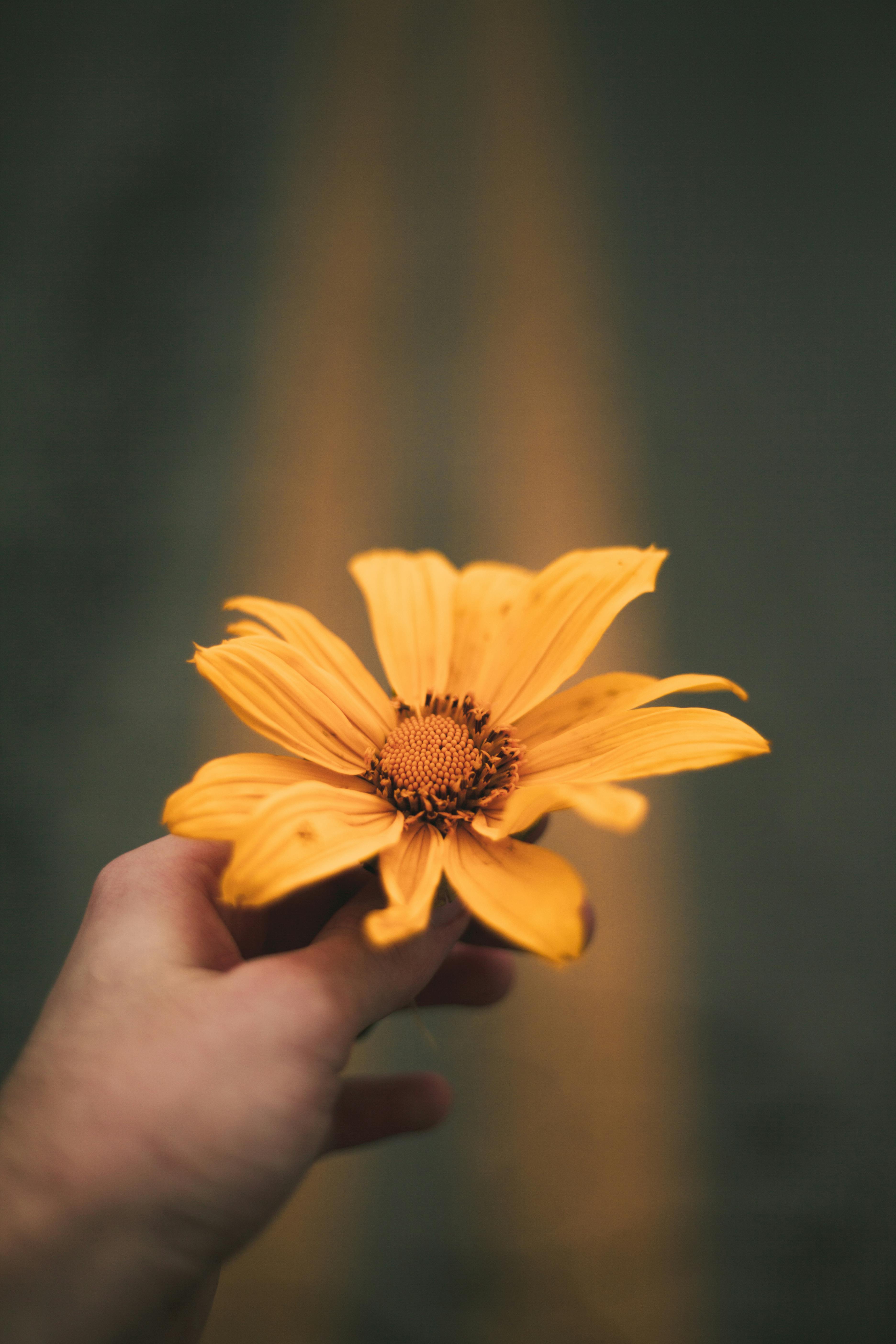 yellow flower wallpaper