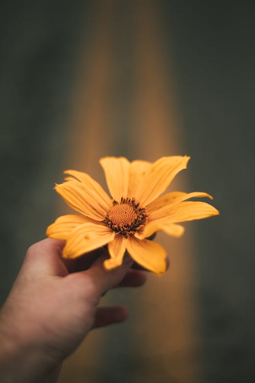 Free Person Holding Sunflower Flower Stock Photo