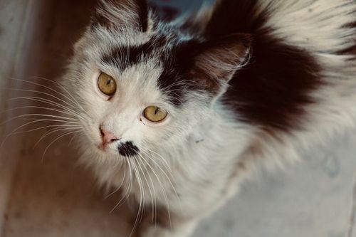 Free A detailed close-up photo of a cat with striking yellow eyes and black and white fur, taken outdoors in Nevşehir, Turkey. Stock Photo