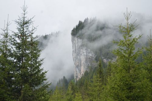 Free Serene view of a misty mountain peak surrounded by lush evergreen forest. Stock Photo