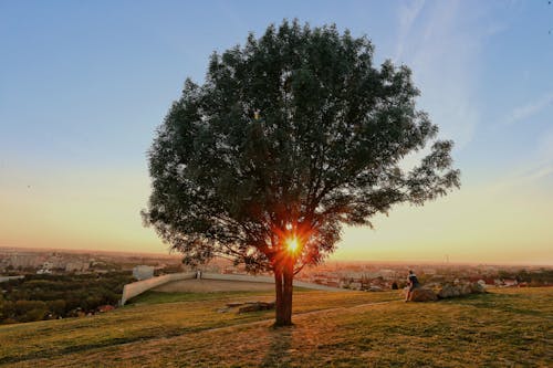 Kostenloses Stock Foto zu baum, blauer himmel, draußen