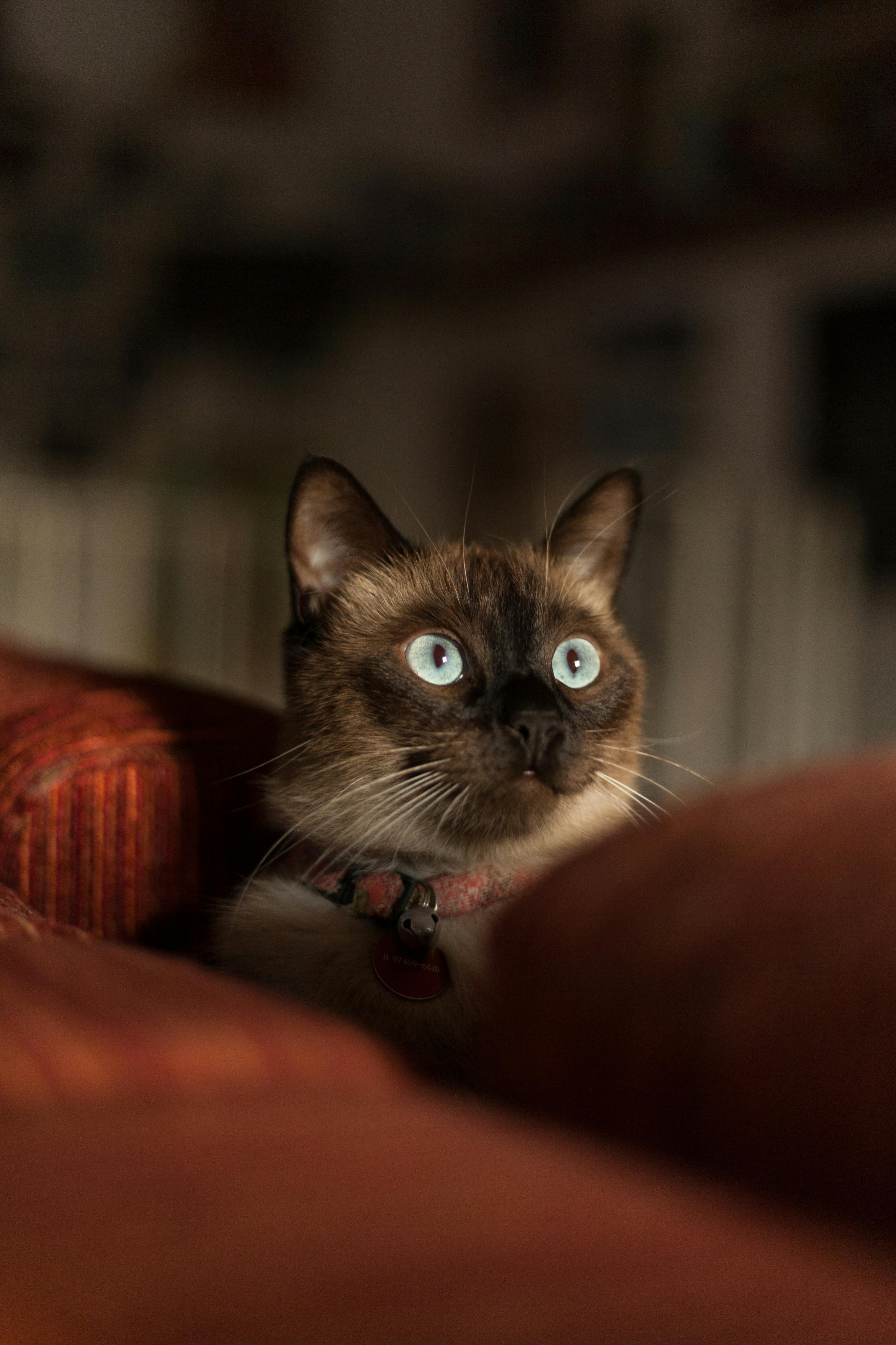 Siamese Cat With Red Collar · Free Stock Photo