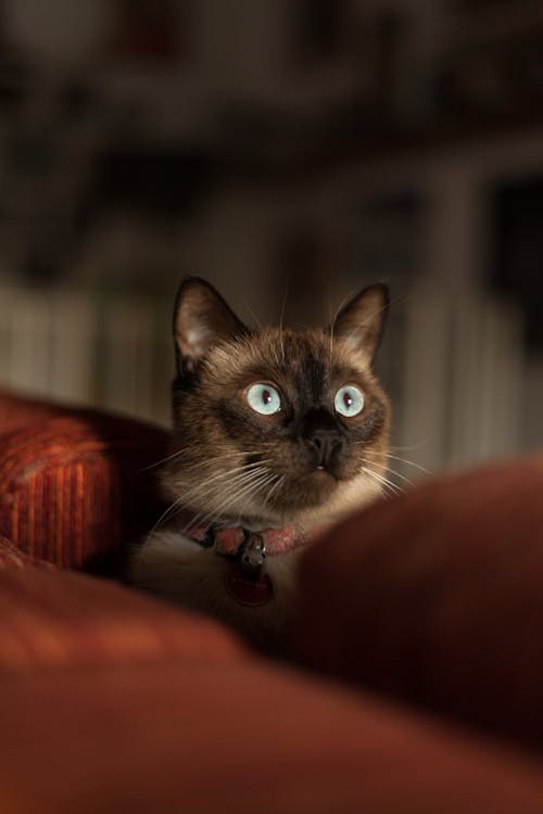 Siamese Cat With Red Collar