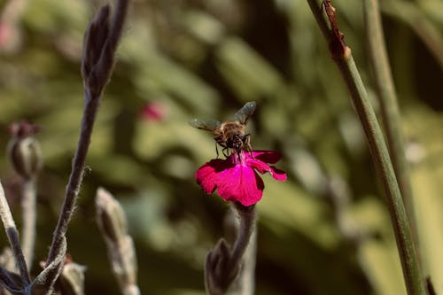 Darmowe zdjęcie z galerii z fotografia owadów, kwiat, owad