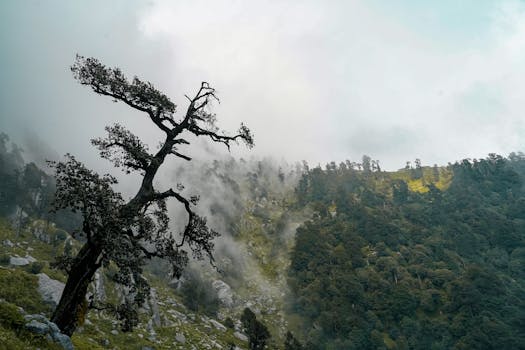 A misty mountain scene with a solitary tree and lush greenery, evoking a serene, mystical atmosphere.
