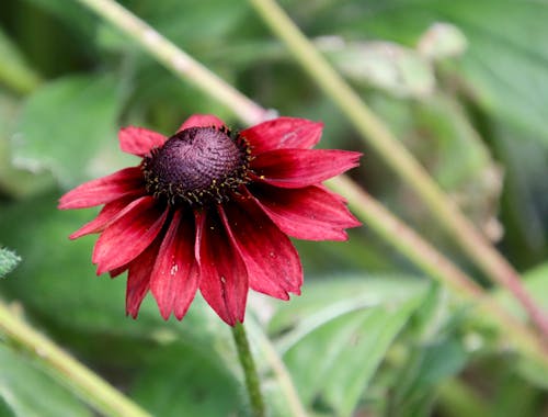 Close-Up Photograph of a Red Coneflower