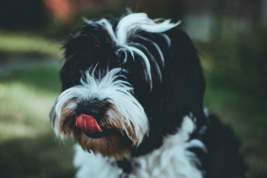 一只可爱的黑白梗犬，吐着舌头，正在户外愉快地玩耍