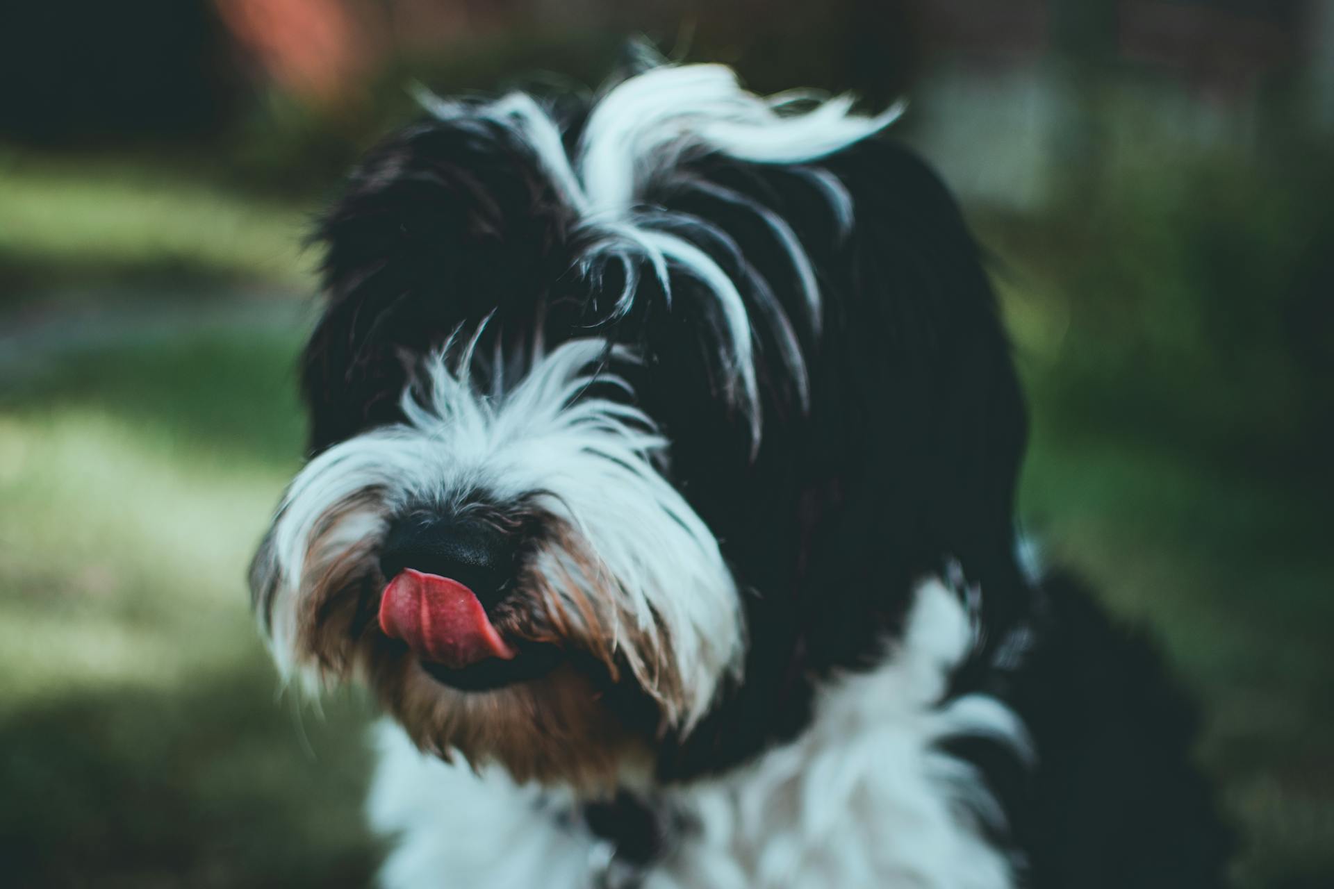 Photographie de chien noir et blanc à faible focale