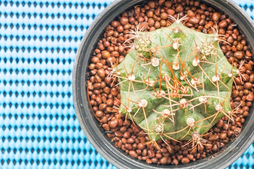 Close-Up Shot of a Cactus