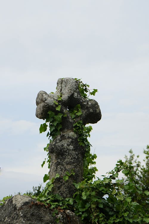 Ivy Growing on Old Stone Cross