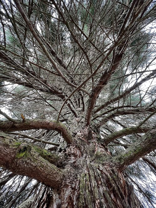 ağaç, ahşap, doğa içeren Ücretsiz stok fotoğraf