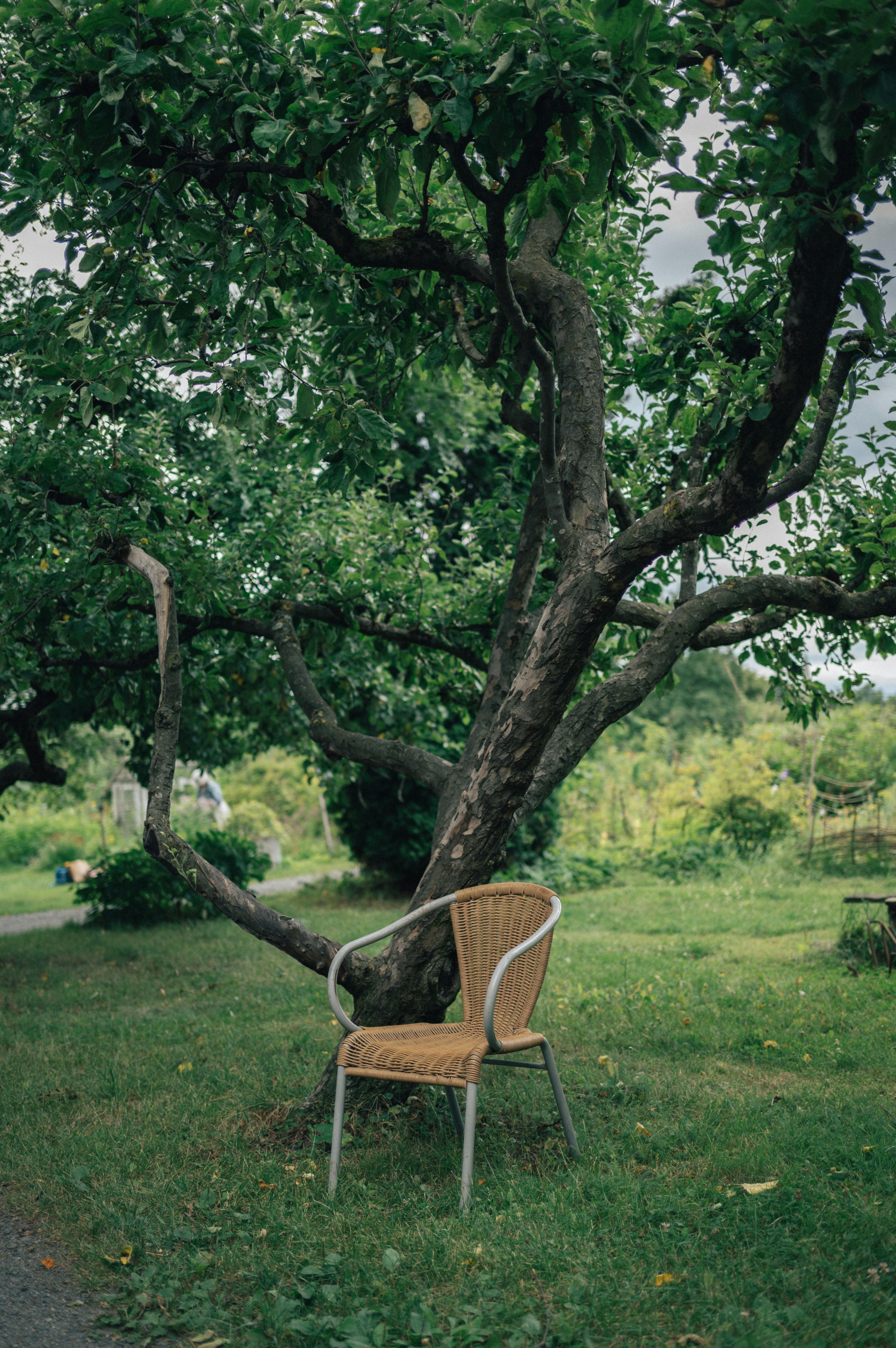 A tranquil garden setting in Oslo with a chair under a leafy tree, perfect for relaxation.