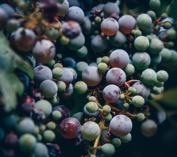 Vibrant close-up of multicolored grapes in Sedona, Arizona vineyard.