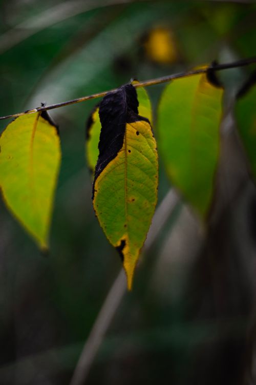 Free Detailed shot of autumn leaves with burnt edges in focus, Nacogdoches, TX. Stock Photo