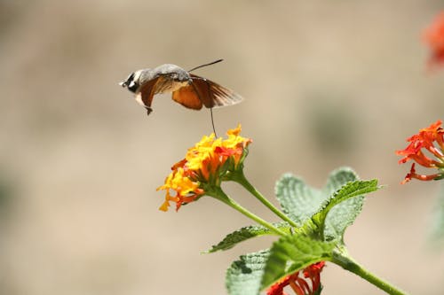 ฟรี คลังภาพถ่ายฟรี ของ hummingbird เหยี่ยวมอด, การบิน, ดอกไม้ คลังภาพถ่าย