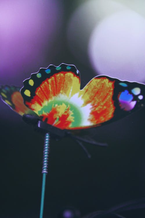 Free stock photo of butterfly, multicolor, papillon