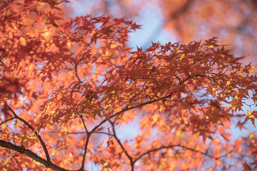 Colorful maple leaves showcasing the beauty of fall with a bright bokeh background.