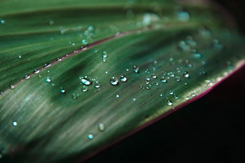 Free stock photo of flower, goutte d eau, nature